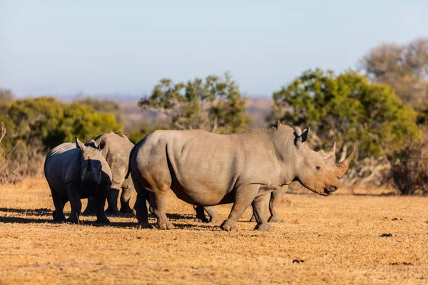 White rhinos in safari park — Stock Photo, Image