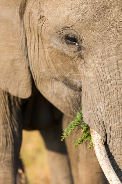 Elefante de cerca — Foto de Stock