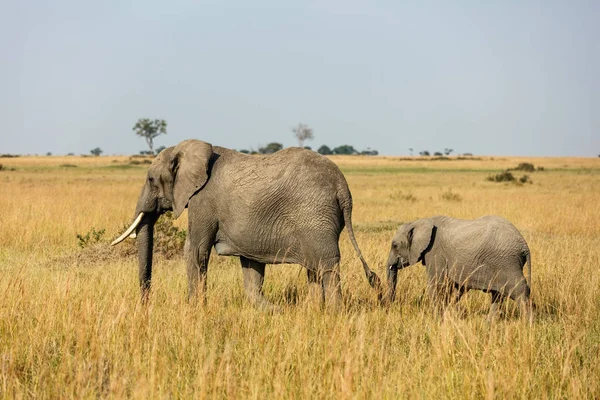 Elefanti nel Safari Park — Foto Stock