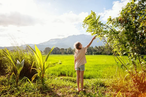 Adorable girl walking in rice field — Stock Photo, Image