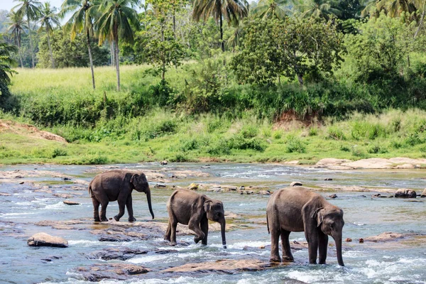 Wild elephants in Sri Lanka — Stock Photo, Image