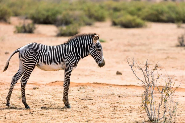 Grevys zebra à Samburu Kenya — Photo