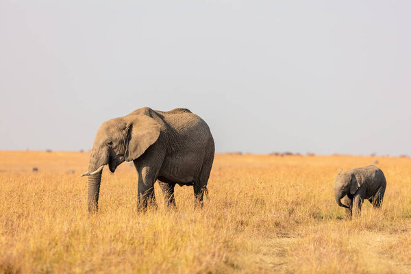 Elephants in safari park in Kenya Africa