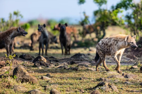 Hyenas in safari park — Stock Photo, Image