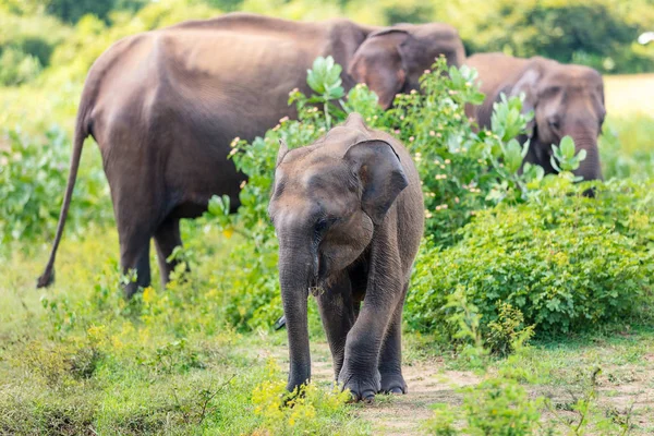 Elefanti selvatici in Sri Lanka — Foto Stock