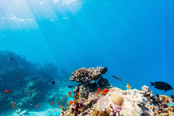 Coral reef underwater — Stock Photo, Image