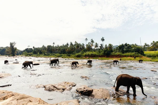 Wilde Elefanten in Sri Lanka — Stockfoto