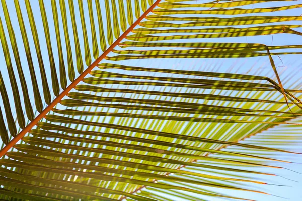 Hojas de palmera verde fresca — Foto de Stock