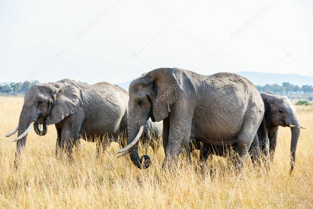 Elephants in safari park