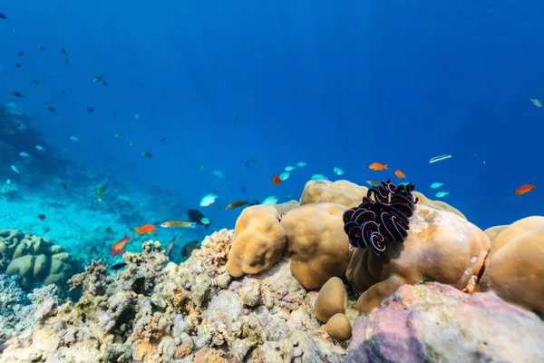 Hermoso Colorido Arrecife Coral Peces Tropicales Bajo Agua Maldivas —  Fotos de Stock