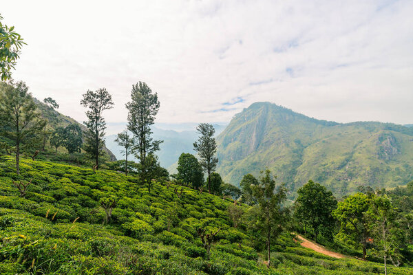 Захватывающие дух виды на горы и чайные плантации с пика Литтл Адамс туристическая тропа в Элла Шри-Ланка
