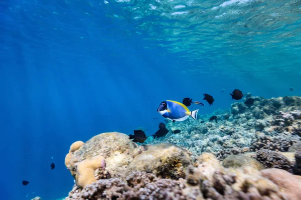 Bella Barriera Corallina Colorata Pesci Tropicali Sott Acqua Alle Maldive — Foto Stock