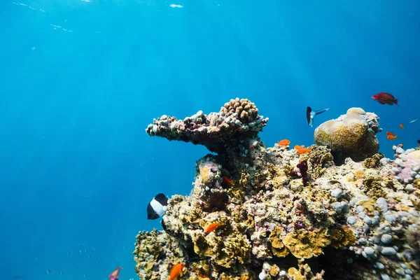 Prachtige Kleurrijke Koraalriffen Tropische Vissen Onder Water Malediven — Stockfoto