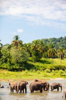 Nehir yatağı içme suyu, Sri Lankalı vahşi filler