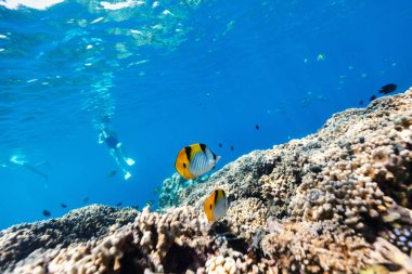 Güzel renkli mercan resifleri ve Maldivler 'de suyun altında tropikal balıklar