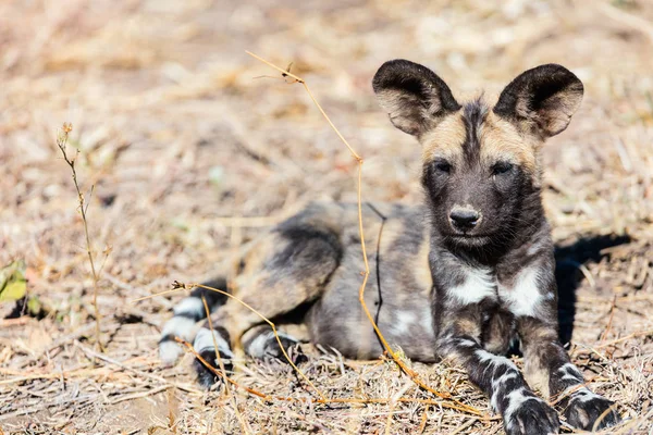 Zagrożonych Zwierząt Afrykańskich Dziki Pies Szczeniak Safari Park Republice Południowej — Zdjęcie stockowe