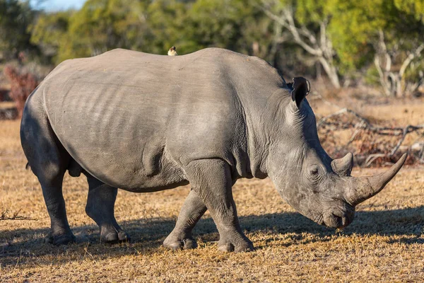 Rinoceronte Branco Pastando Campo Aberto África Sul — Fotografia de Stock