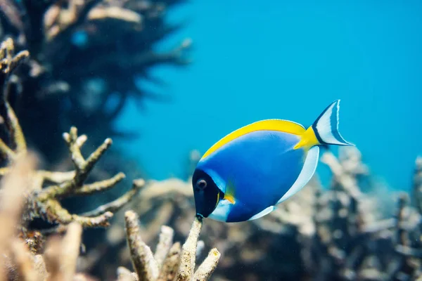 马尔代夫美丽的彩色珊瑚礁和水下热带鱼类 — 图库照片