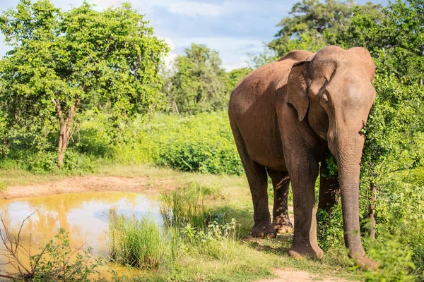 Srílanské Divoký Slon Safari Národním Parku — Stock fotografie