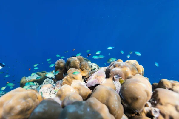 Hermoso Colorido Arrecife Coral Peces Tropicales Bajo Agua Maldivas — Foto de Stock