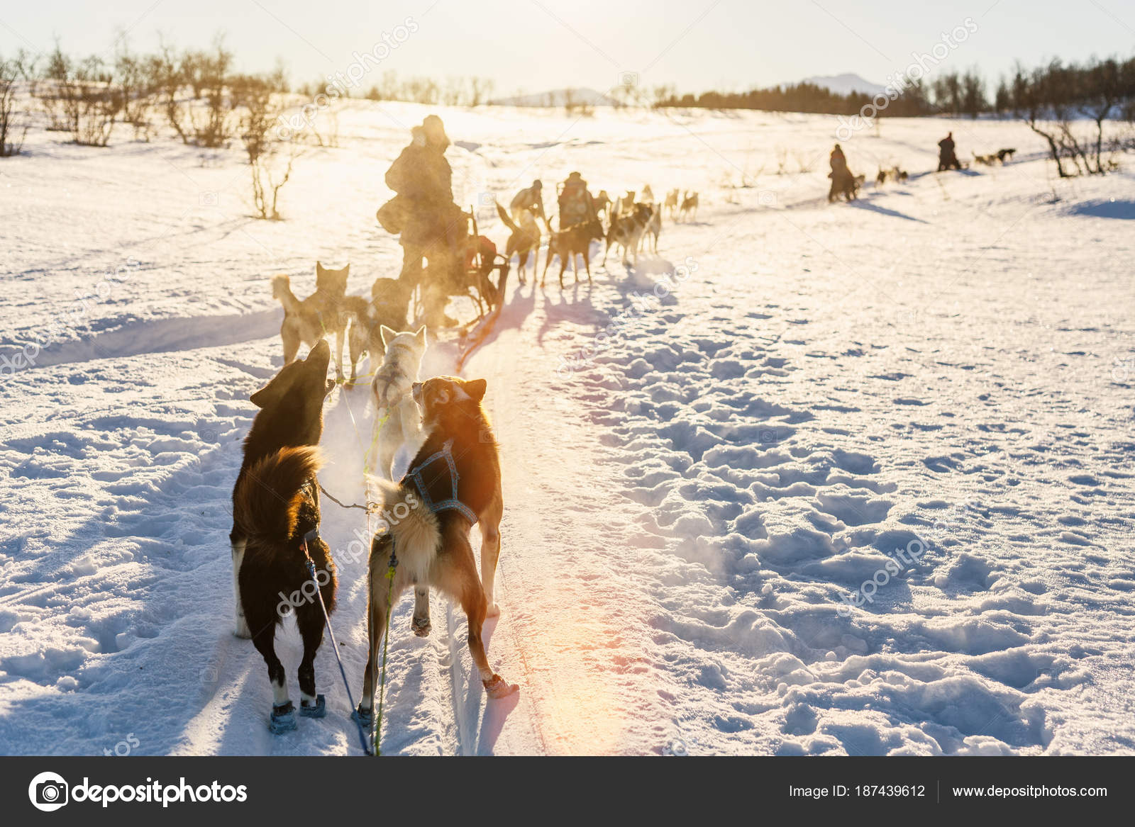 Schlittenfahren Mit Husky Hunden Nordnorwegen — Stockfoto © shalamov
