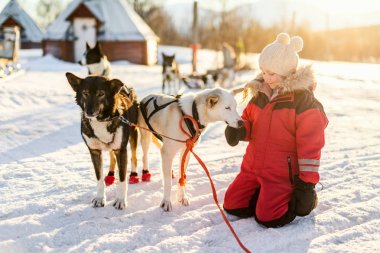 Adorable girl having a cuddle with husky sled dog in a farm in Northern Norway clipart