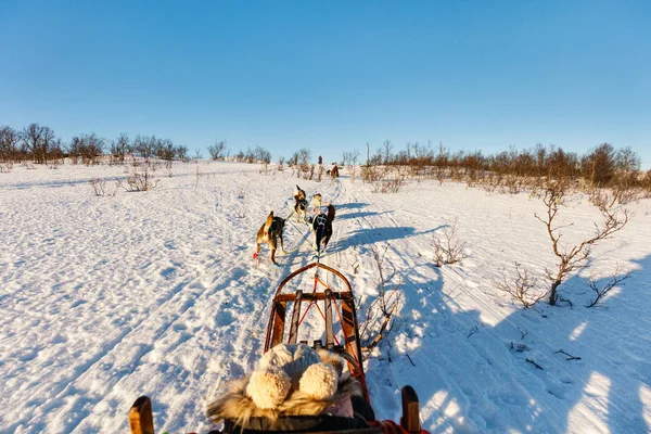 Husky Honden Zijn Slee Met Familie Trekken Zonnige Winterdag Noord — Stockfoto