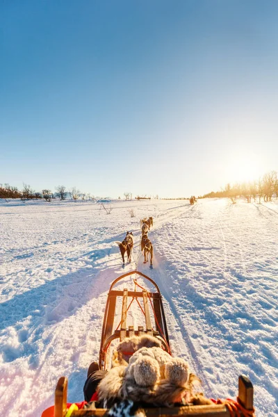 Los Perros Husky Están Tirando Del Trineo Con Familia Soleado —  Fotos de Stock