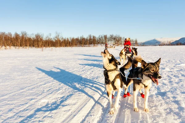 Husky Psi Tahají Saně Rodinou Slunný Zimní Den Severním Norsku — Stock fotografie