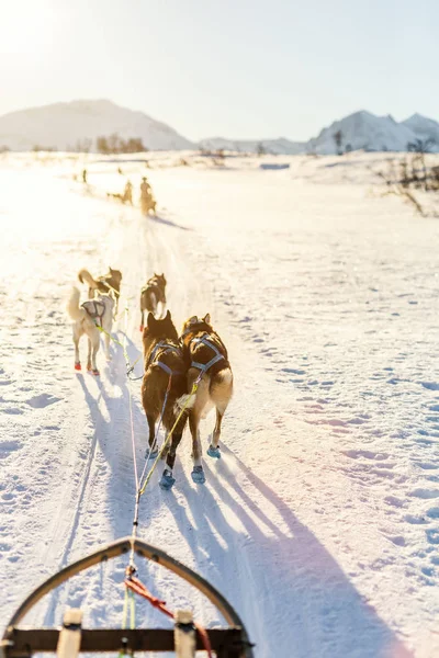 Luge Avec Chiens Husky Dans Nord Norvège — Photo