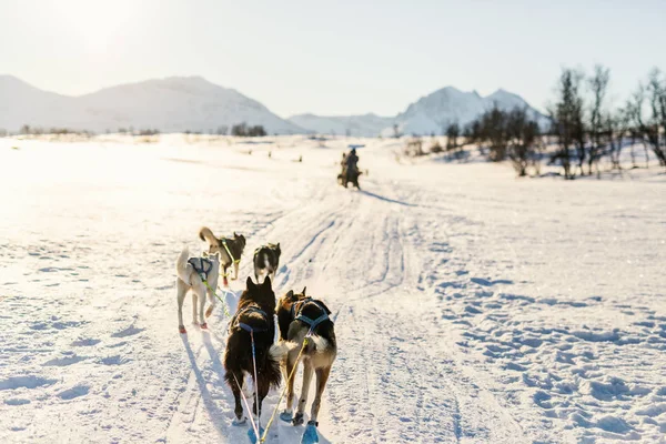 Rodelen Met Husky Honden Noord Noorwegen — Stockfoto