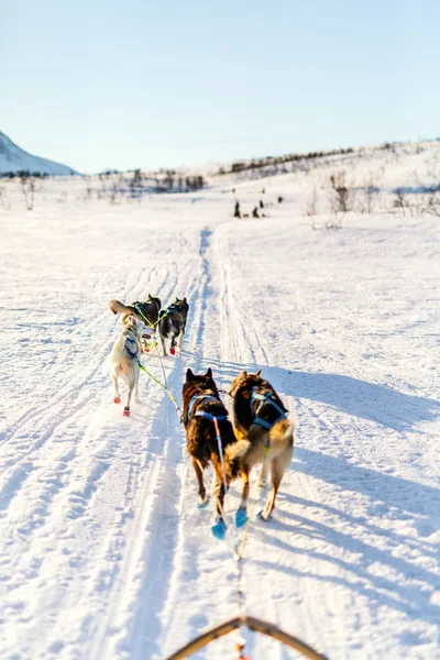 在挪威北部与沙哑的狗雪橇 — 图库照片