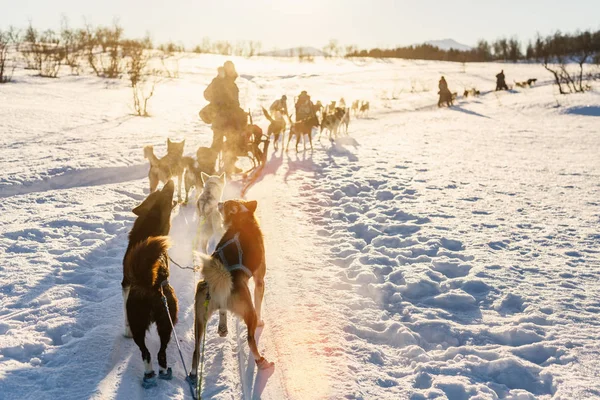 Schlittenfahren Mit Husky Hunden Nordnorwegen — Stockfoto