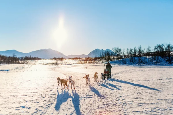 Husky Chiens Tirent Traîneau Avec Famille Père Fille Sur Une — Photo