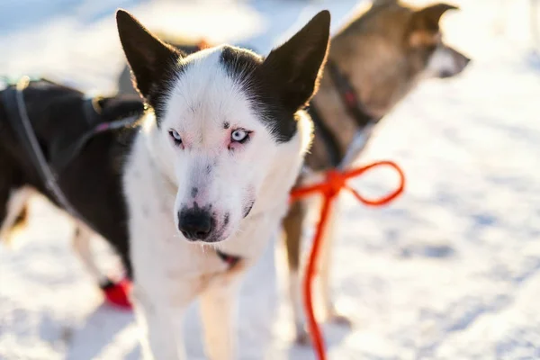 Visita Perrera Husky Norte Noruega — Foto de Stock