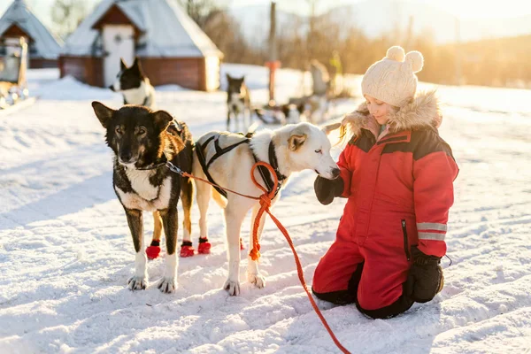 ノルウェー北部の農場 ハスキーそり犬と寄り添う愛らしい少女 — ストック写真