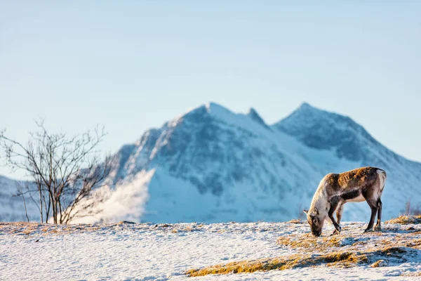 Άγριο Αρσενικό Ταράνδων Στη Βόρεια Νορβηγία — Φωτογραφία Αρχείου