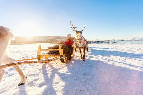 Семья Матери Дочери Оленьем Сафари Солнечный Зимний День Северной Норвегии — стоковое фото