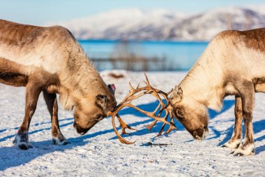 Close up reindeer fighting in Northern Norway on sunny winter day clipart