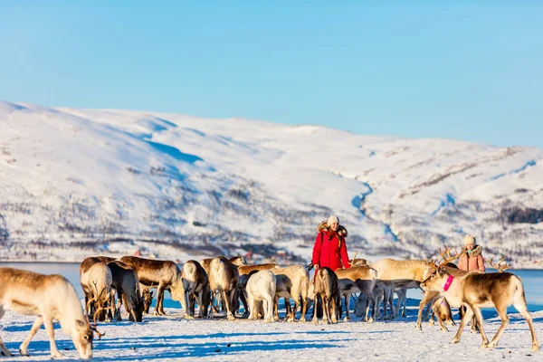 Family Mother Her Daughter Surrounded Many Reindeer Sunny Winter Day — Stock Photo, Image