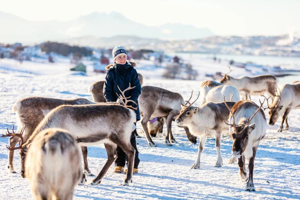 Adolescente Rodeado Muchos Renos Soleado Día Invierno Norte Noruega —  Fotos de Stock