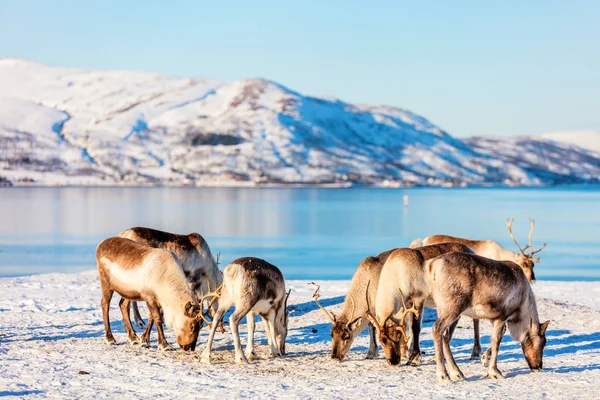 Олень Північній Норвегії Захоплюючим Фіорди Декорації Сонячний Зимовий День — стокове фото