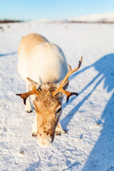 Ταράνδων Στη Βόρεια Νορβηγία Ηλιόλουστη Χειμερινή Ημέρα — Φωτογραφία Αρχείου