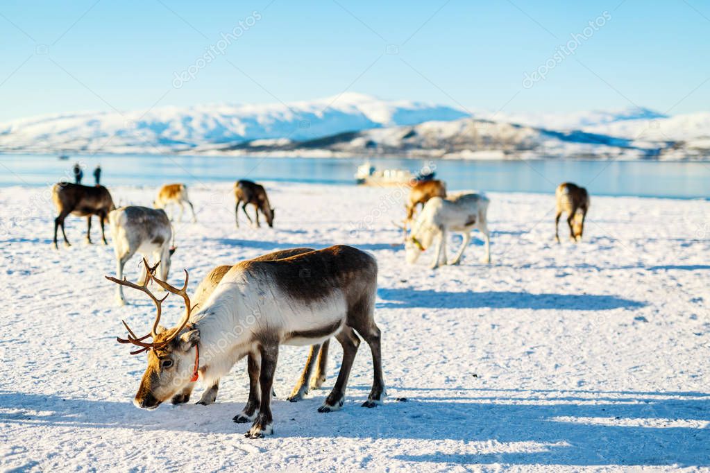 Reindeer in Northern Norway with breathtaking fjords scenery on sunny winter day