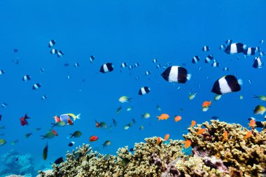 Güzel renkli mercan resifleri ve Maldivler 'de suyun altında tropikal balıklar