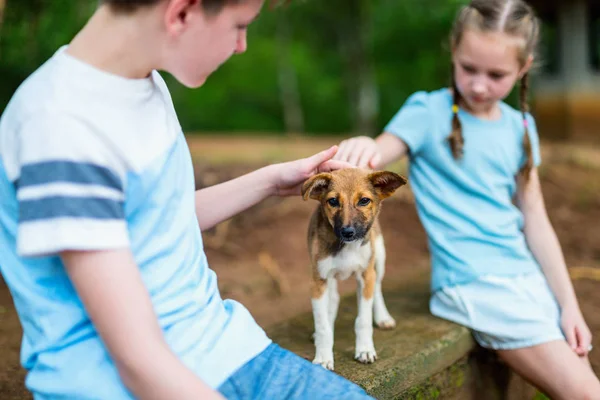 Enfants Frère Soeur Jouer Avec Chiot Chien Jour Été Plein — Photo