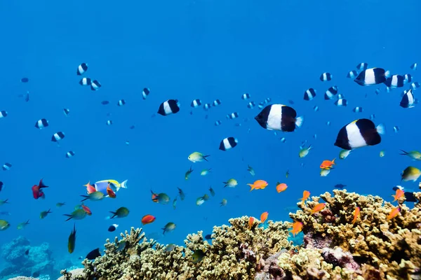 Hermoso Colorido Arrecife Coral Peces Tropicales Bajo Agua Maldivas — Foto de Stock