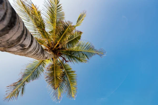 Kokosové Palmy Proti Modré Obloze Perspektivní Zobrazení — Stock fotografie