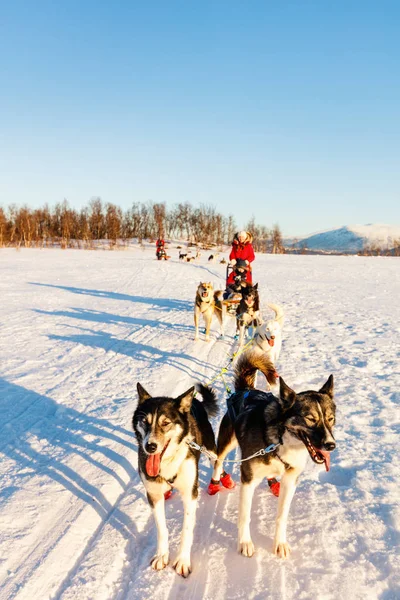 Husky Psy Ciągnąc Sanki Rodziną Słoneczny Zimowy Dzień Norwegii Północnej — Zdjęcie stockowe