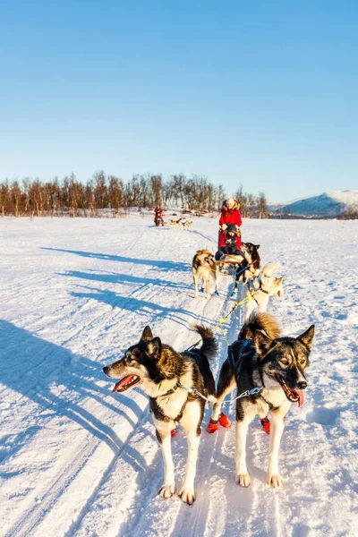 Husky Psy Ciągnąc Sanki Rodziną Słoneczny Zimowy Dzień Norwegii Północnej — Zdjęcie stockowe